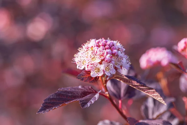 Rotblättrige Und Rosa Blüten Kopf Von Physocarpus Opulifolius Frühlingsgarten — Stockfoto