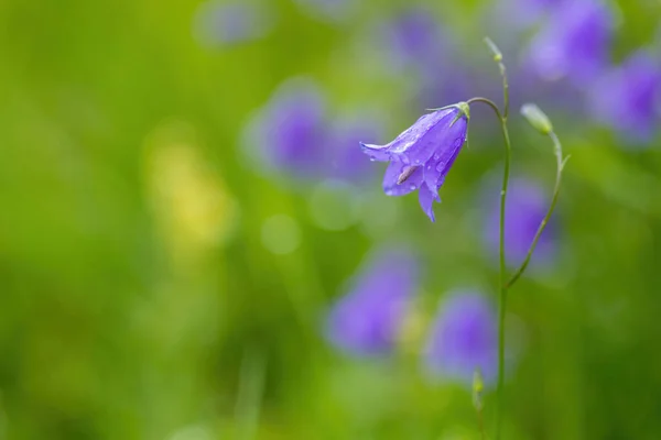 Цветок Campanula Patula Дикое Цветущее Растение Красивый Фиолетовый Цветок Колокольчика — стоковое фото