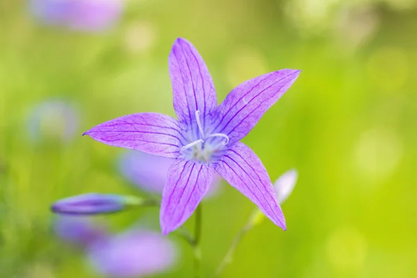 花のカンパヌラパチュラ 野生の開花植物 花に美しい紫色の広がる鐘の花 草原の夏 ヨーロッパ チェコ共和国 — ストック写真