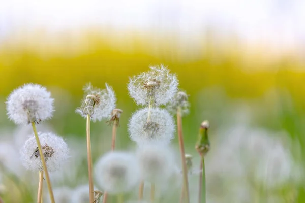 Schöne Löwenzahnblüte Mit Flachem Fokus Frühling Natürlicher Frühlingshintergrund Blühende Wiese — Stockfoto