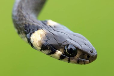 close up of harmless small snake, grass snake, Natrix natrix, european wildlife, Czech Republic clipart