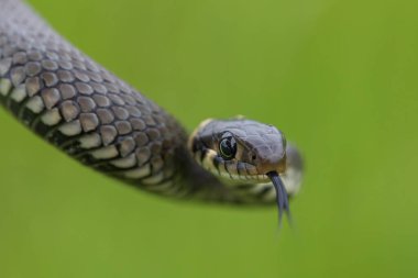 Zararsız küçük yılan, çim yılanı, Natrix natrix, Avrupa vahşi yaşamı, Çek Cumhuriyeti
