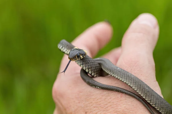 Kézzel Fogott Ártalmatlan Kis Kígyó Füves Kígyó Natrix Natrix Európai — Stock Fotó