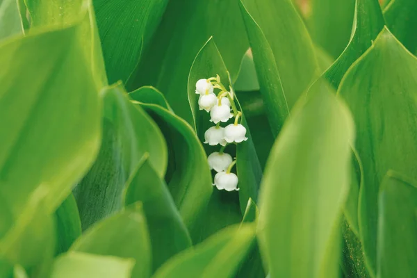 Frühling Weiße Blütenlilie Des Tales Blühende Blume Frühlingsgarten Mit Flachem — Stockfoto