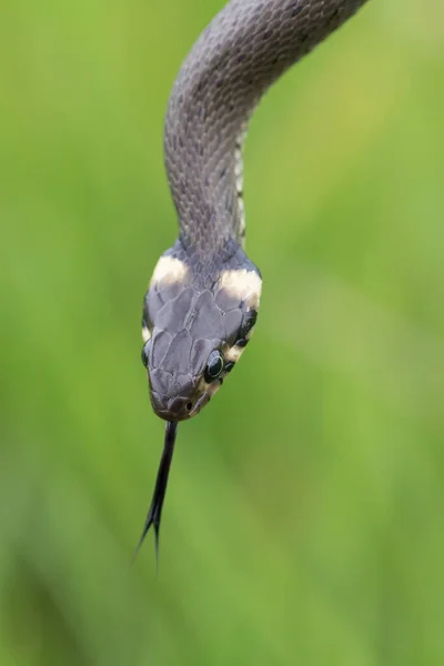 Close Harmless Small Snake Grass Snake Natrix Natrix European Wildlife — Stock Photo, Image