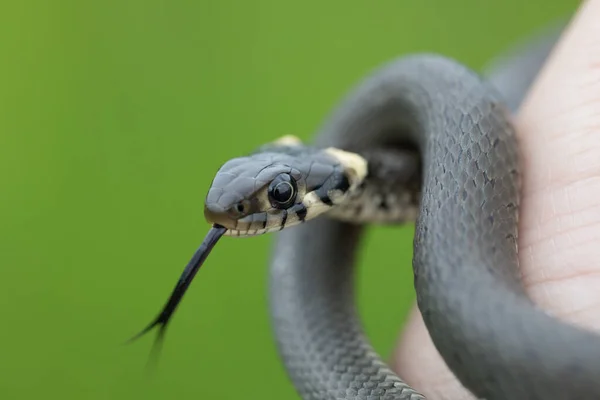 Kézzel Fogott Ártalmatlan Kis Kígyó Füves Kígyó Natrix Natrix Európai — Stock Fotó
