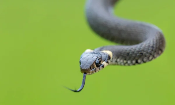 Close Harmless Small Snake Grass Snake Natrix Natrix European Wildlife — Fotografia de Stock