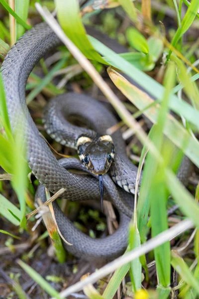 Close Van Onschuldige Kleine Slang Grasslang Natuurlijke Habitat Natrix Natrix — Stockfoto