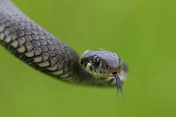 Közel Ártalmatlan Kis Kígyó Füves Kígyó Natrix Natrix Európai Vadvilág Stock Kép