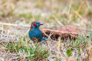 Kuş kırmızı yanaklı kordon-bleu (Uraeginthus bengalus), Estrildidae familyasından küçük bir kuş. Gondar, Etiyopya Afrika safarisi vahşi yaşam