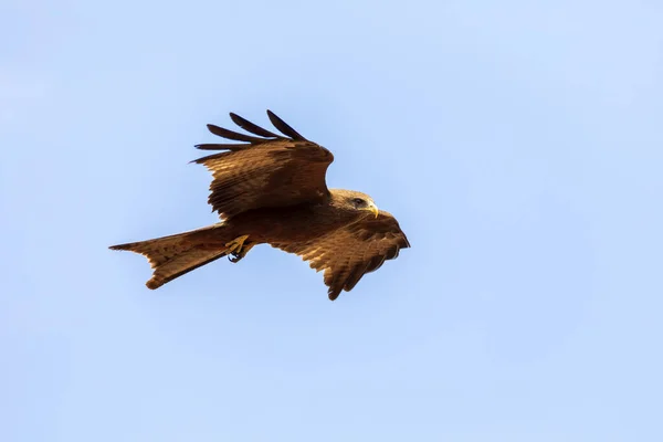 Greifvogel Schwarzmilan Fliegt Gegen Den Himmel Milvus Migrans Äthiopien Safari — Stockfoto