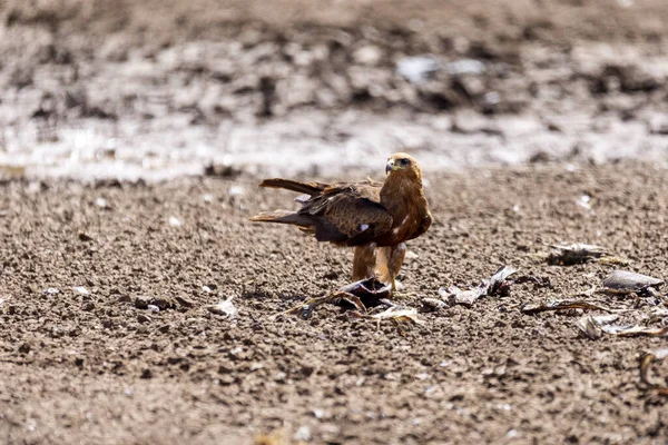 Oiseau Proie Cerf Volant Noir Volant Contre Ciel Milvus Migrans — Photo