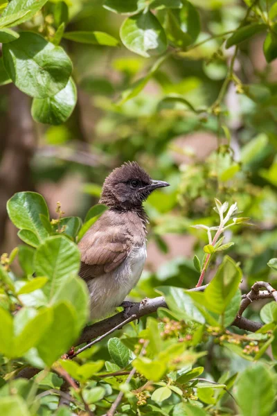 Madár Közönséges Bulbul Pycnonotus Barbatus Tagja Bulbul Család Passerine Madarak — Stock Fotó