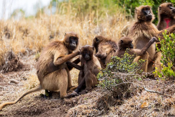 Familia Del Mono Animal Etíope Endémico Gelada Babuino Aseo Social — Foto de Stock