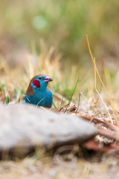 Kordon Bleu Czerwonym Policzkiem Uraeginthus Bengalus Rodziny Estrildidae Gondar Etiopia — Zdjęcie stockowe