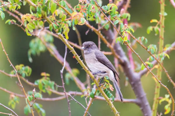 Pássaro Abissínio Slaty Flycatcher Melaenornis Chocolatinus Empoleirado Ramo Árvore Monte — Fotografia de Stock