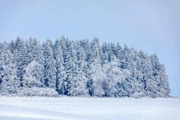 forest landscape, winter holiday theme. Spruce tree covered by white snow Czech Republic, Vysocina region highland