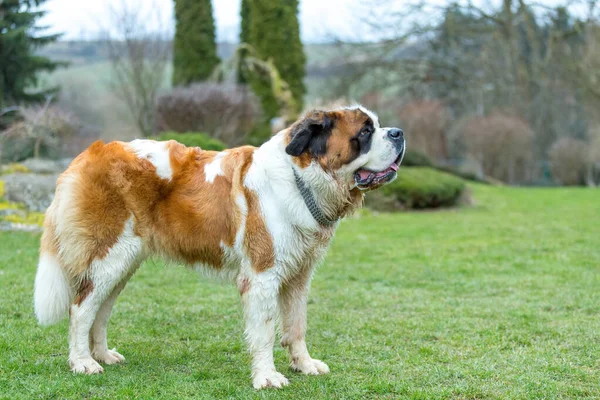 Working Breed Dog Bernard Female Early Spring Garden Best Friend Stockfoto