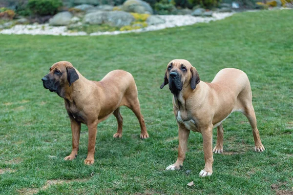 Két Fiatal Őrző Kutya Női Fila Brasileiro Brazil Mastiff Játszik Stock Kép