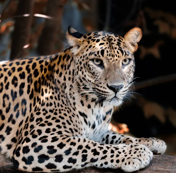 Mooie Grote Wilde Kat Ceylon Leopard Sri Lanka Leopard Panthera Rechtenvrije Stockafbeeldingen