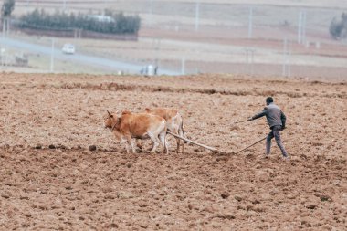 OROMIA REGION, ETHIOPIA, APRIL 19.2019, Unknown Ethiopian farmer cultivates a field with a traditional primitive wooden plow pulled by cows on April 19. 2019 in Oromia Region, Ethiopia