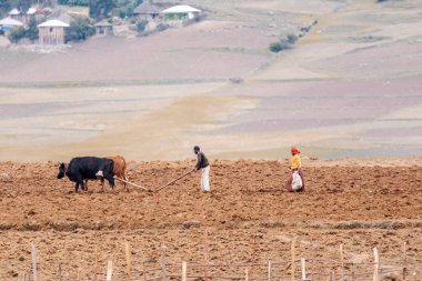 OROMIA REGION, ETHIOPIA, APRIL 19.2019, Unknown Ethiopian farmer cultivates a field with a traditional primitive wooden plow pulled by cows on April 19. 2019 in Oromia Region, Ethiopia