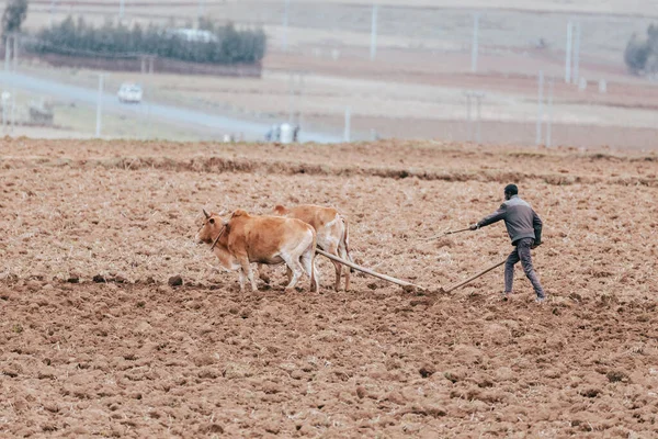 OROMIA REGION, ETHIOPIA, APRIL 19.2019, Unknown Ethiopian farmer cultivates a field with a traditional primitive wooden plow pulled by cows on April 19. 2019 in Oromia Region, Ethiopia