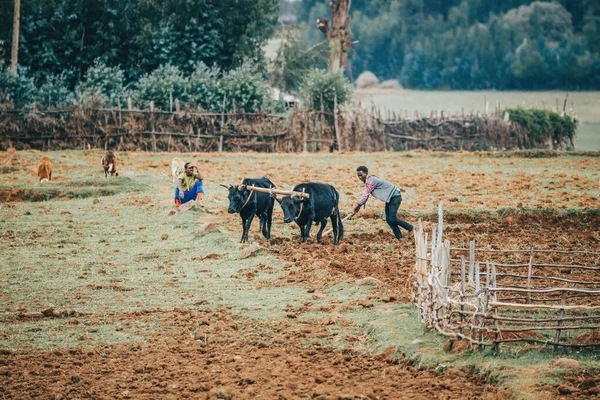OROMIA REGION, ETHIOPIA, APRIL 19.2019, Unknown Ethiopian farmer cultivates a field with a traditional primitive wooden plow pulled by cows on April 19. 2019 in Oromia Region, Ethiopia