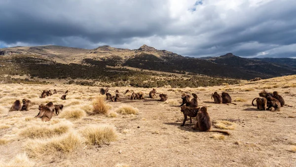 group of endemic animal Gelada monkey. Theropithecus gelada, Simien Mountains, Africa Ethiopia wildlife