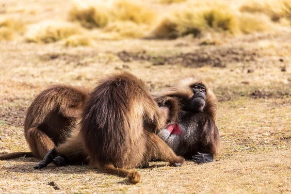 alpha male with two females of endemic animal Gelada monkey. Theropithecus gelada, Simien Mountains, Africa Ethiopia wildlife