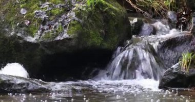 Ormanda küçük bir dağ deresi