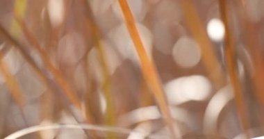Sonbahar doğal bokeh arkaplanı veya arkaplan