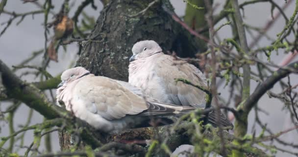 Kragade duvor, Streptopelia decaocto, tillsammans uppflugna på träd — Stockvideo