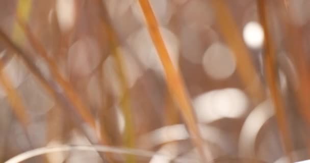 Autumnal natural bokeh background or backdrop — Stock Video