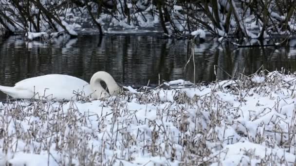 Volně žijící pták němá labuť (Cygnus olor) krmení v zimě na rybníku — Stock video