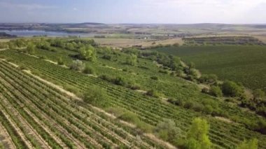Çek Cumhuriyeti 'nin Palava kentindeki üzüm bağlarının kuş görüntüsü