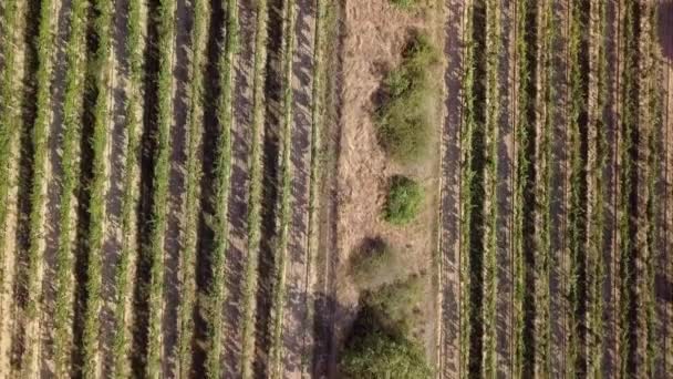 Вид с высоты птичьего полета на виноградники Палавы, Чехия — стоковое видео