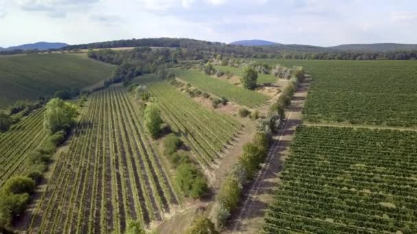 Bird Aerial View Vineyards Palava Landschap Van Zuid Moravië Tsjechië — Stockvideo