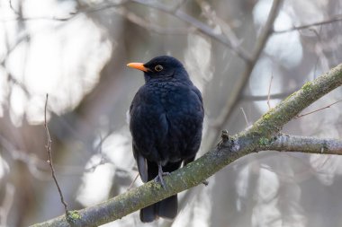 Avrupa 'daki yaygın kuş karatavuğu, Turdus Merula, ağaca tünemişti. Çek Cumhuriyeti, Avrupa yaban hayatı