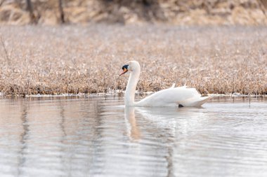 Vahşi kuş dilsiz kuğu (Kuğu rengi), Çek Cumhuriyeti 'nin Avrupa vahşi yaşamı olan karlı arazide kışın gölette yüzer.