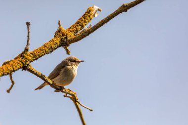 Dalda oturan küçük ötücü kuş Willow Warbler (Phylloscopus trochilus). Doğal ortamında öten küçük bir kuş. Bahar geldi. Çek Cumhuriyeti, Avrupa yaban hayatı