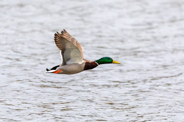 Mâle Canard Survolant Étang Colvert Des Oiseaux Sauvages Anas Platyrhynchos — Photo