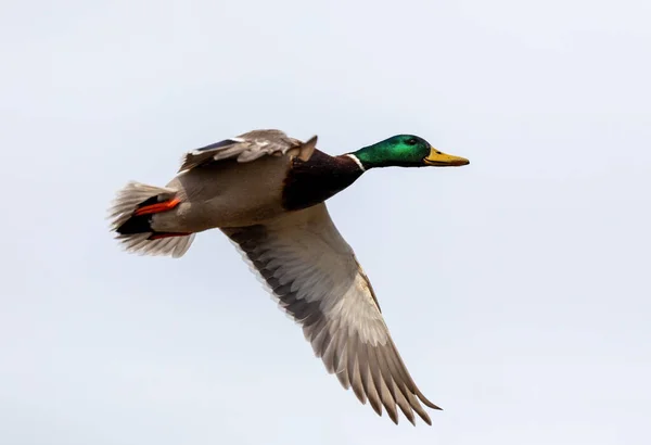 雄鸭飞越池塘 野外野鸟野鸭 Anas Platyrhynchos 捷克共和国 欧洲野生动物 — 图库照片