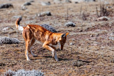 very rare endemic ethiopian wolf, Canis simensis, Sanetti Plateau in Bale mountains, Wolf hunting Big-headed African mole-rat. Africa Ethiopian wildlife. Only about 440 wolfs survived in Ethiopia clipart