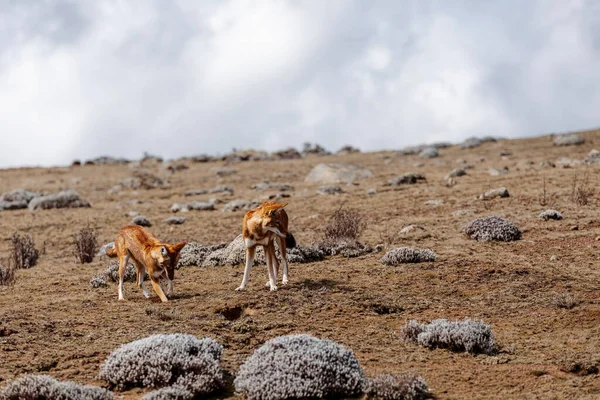 Lobo Etíope Endémico Muy Raro Macho Hembra Canis Simensis Meseta — Foto de Stock