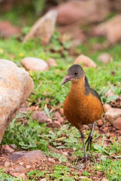 Bird Rouget Rail Rougetius Rougetii Εθνικό Πάρκο Bale Mountain Αιθιοπία — Φωτογραφία Αρχείου