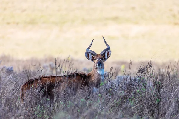 Schönes Gehörntes Tier Männchen Von Mountain Nyala Natürlichem Lebensraum Endemische — Stockfoto