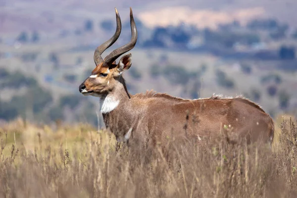 美丽的角头动物 生活在自然栖息地的尼亚拉山的雄性 当地的羚羊 巴莱山区 埃塞俄比亚 狩猎野生动物 — 图库照片