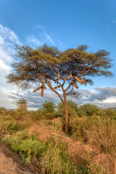 Les Indigènes Éthiopiens Recueillent Miel Accrochant Les Ruches Sur Acacia — Photo