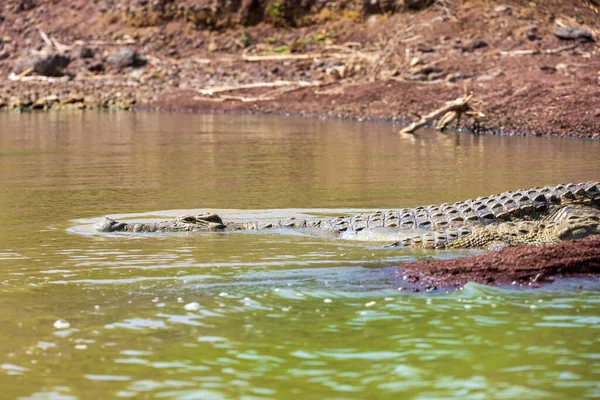 Nilkrokodil Versteckt Sich Wasser Crocodylus Niloticus Das Größte Süßwasserkrokodil Afrikas — Stockfoto